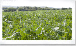 Field of clover