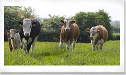 Mixed herd of cows