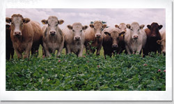 Organic Herd