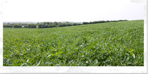 Panorama of Ballard Farm